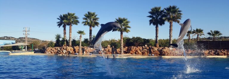 Atenu zoo sodo delfinai